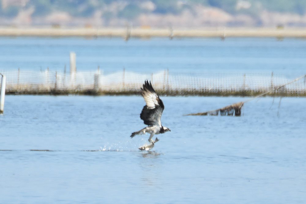 ocells de catalunya - àguila pescadora